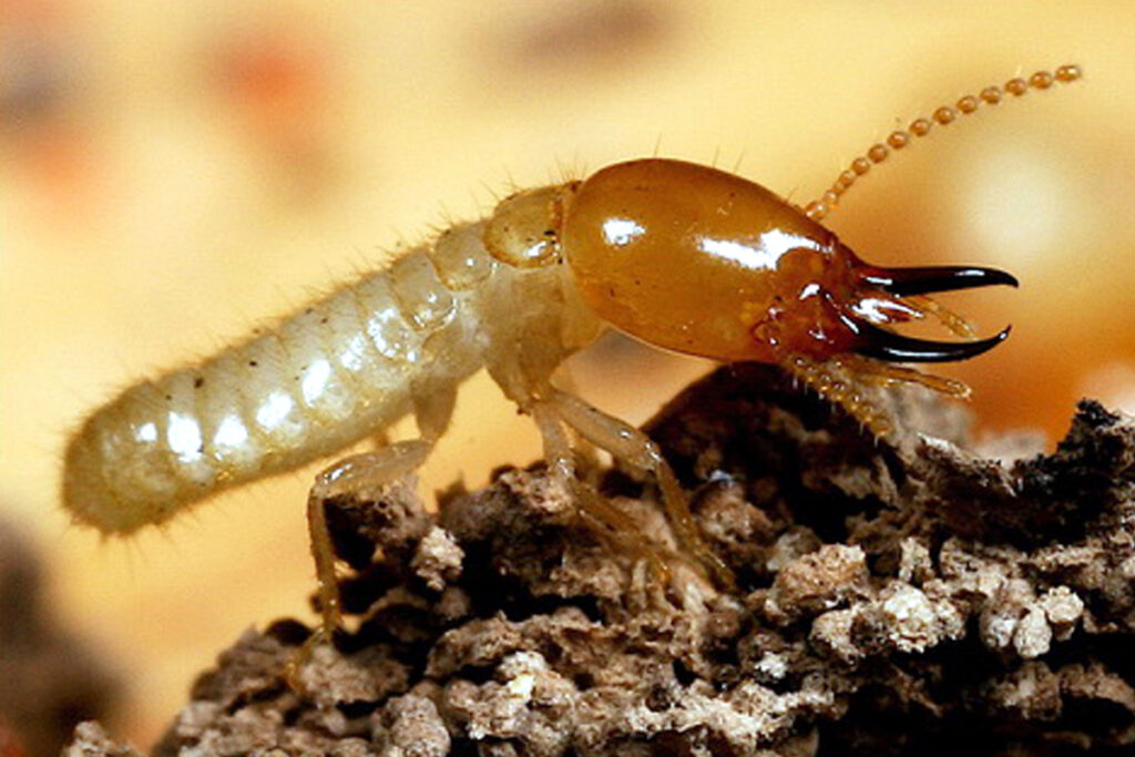 Bahaya Rayap Meningkat Saat Musim Hujan, Warga Diimbau Waspada dan Kenali Solusinya