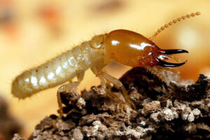 Bahaya Rayap Meningkat Saat Musim Hujan, Warga Diimbau Waspada dan Kenali Solusinya